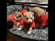 Mixed breed