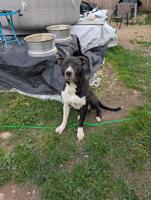 American Bully xl