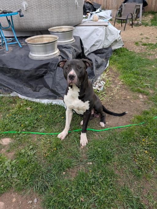 American Bully xl