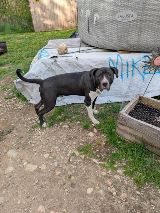 American Bully xl