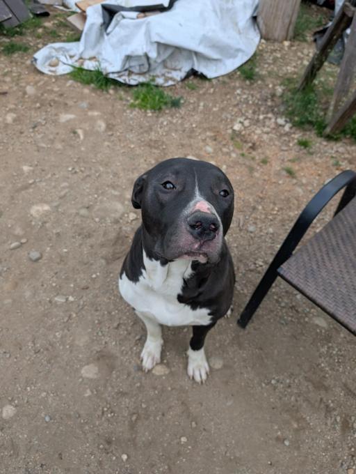 American Bully xl