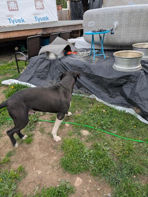 American Bully xl