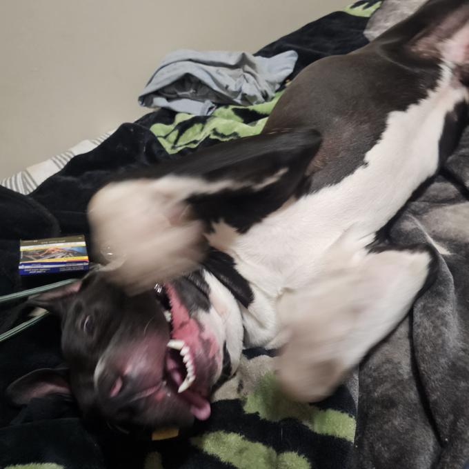 American Bully xl