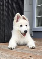 White Swiss Shepherd