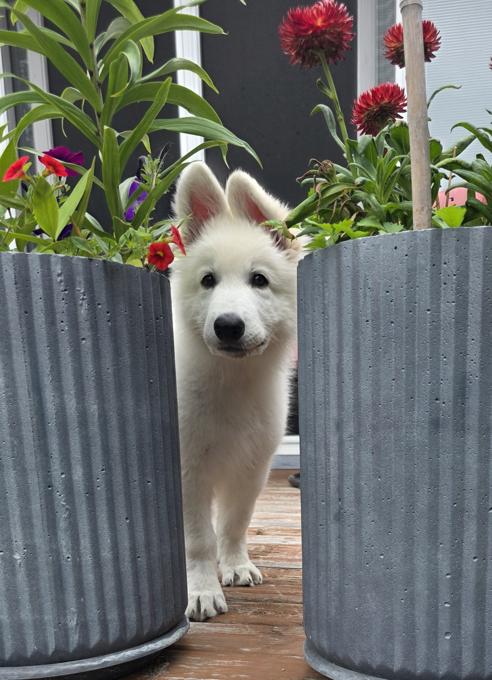 White Swiss Shepherd