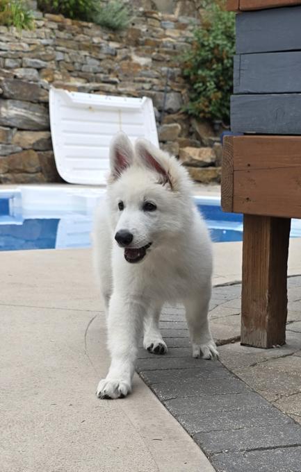 White Swiss Shepherd