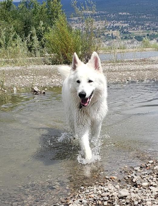 White Swiss Shepherd