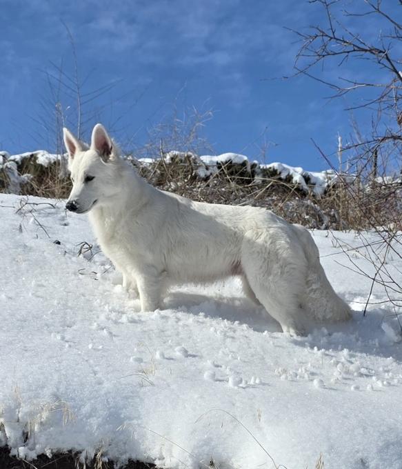 White Swiss Shepherd