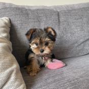 Yorkshire Terrier