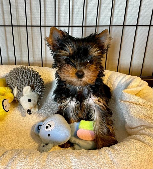 Yorkshire Terrier