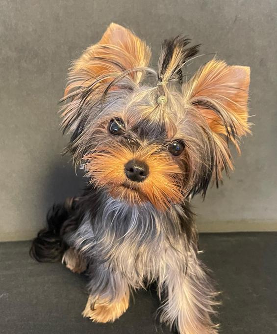 Yorkshire Terrier