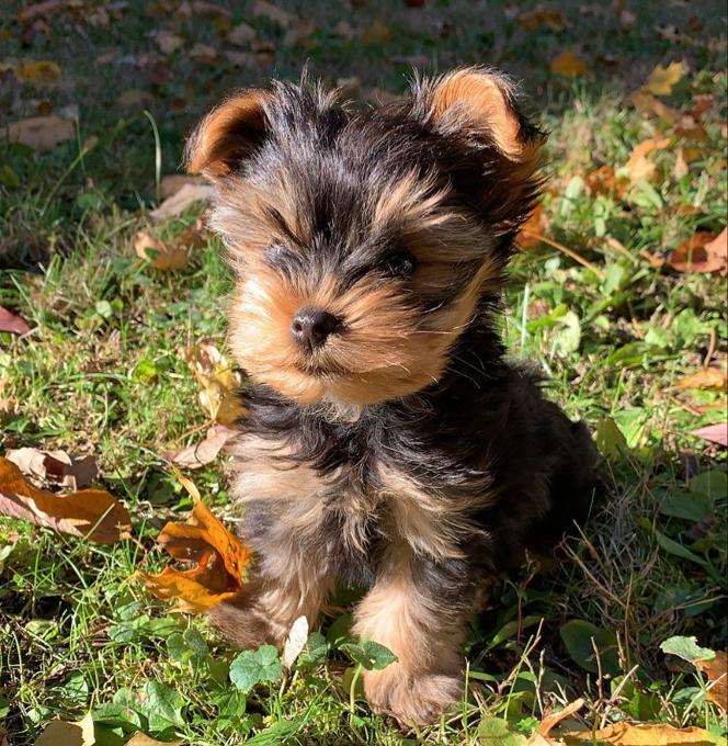 Yorkshire Terrier