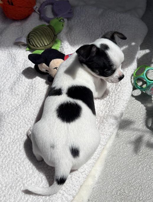 Chihuahua