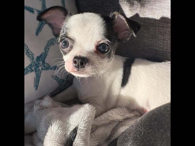 Chihuahua
