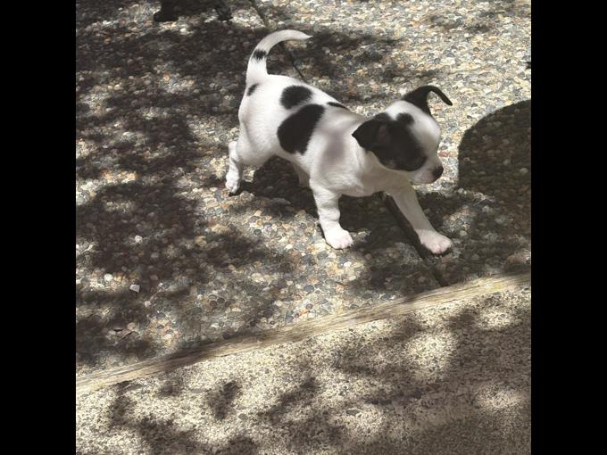 Chihuahua
