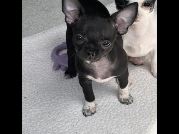 Chihuahua
