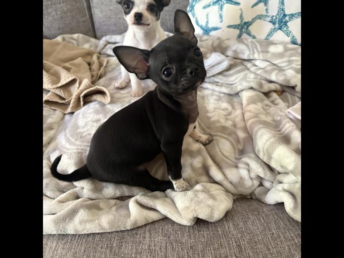 Chihuahua