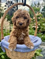Miniature Goldendoodle