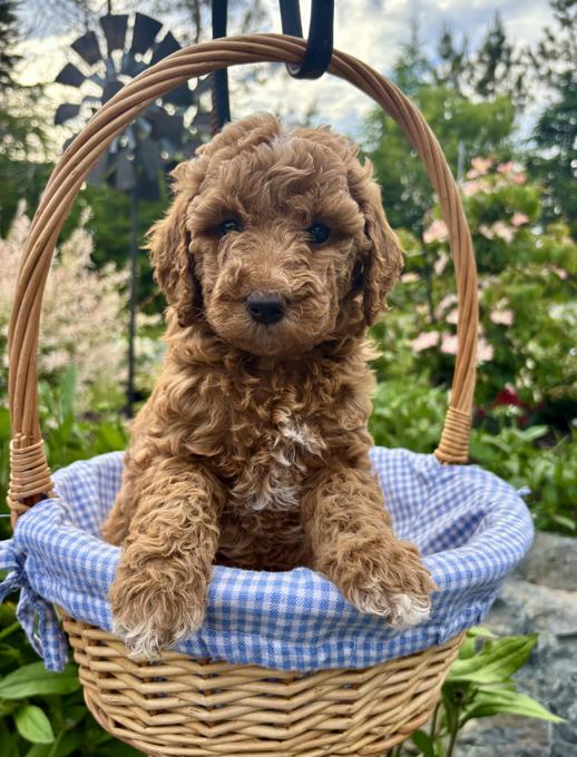 Miniature Goldendoodle