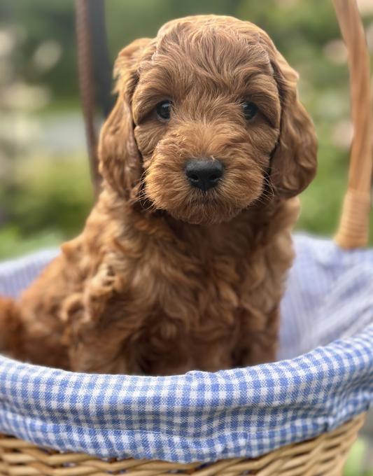 Miniature Goldendoodle