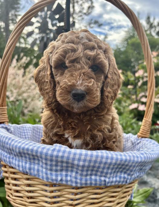 Miniature Goldendoodle