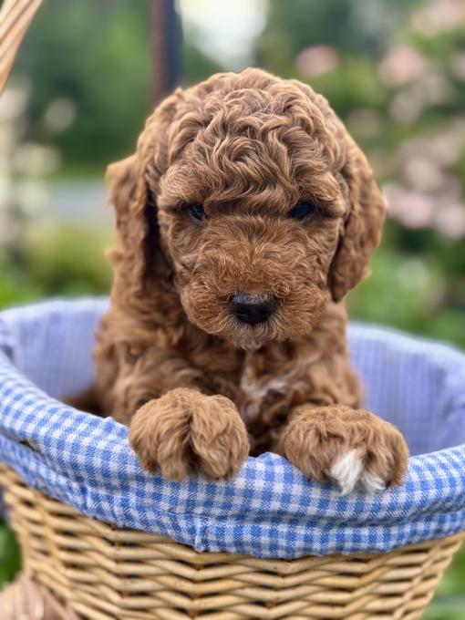 Miniature Goldendoodle