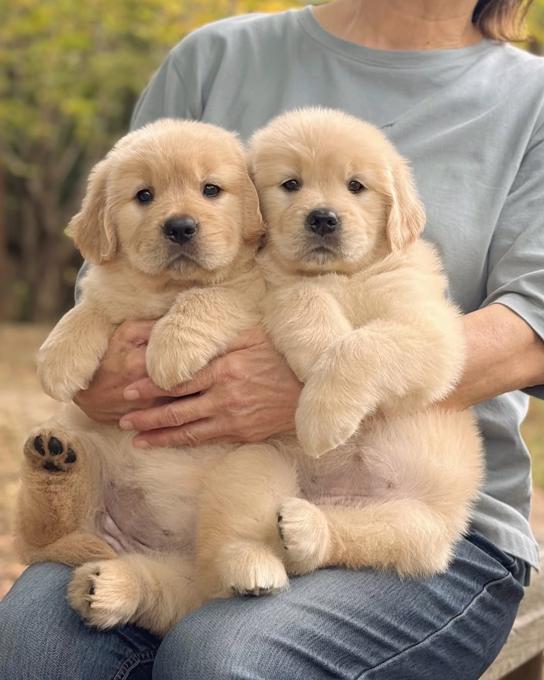 Golden Retriever