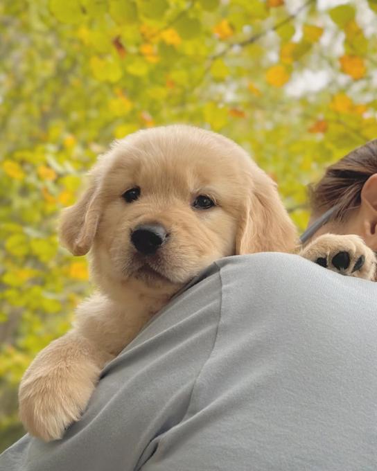 Golden Retriever