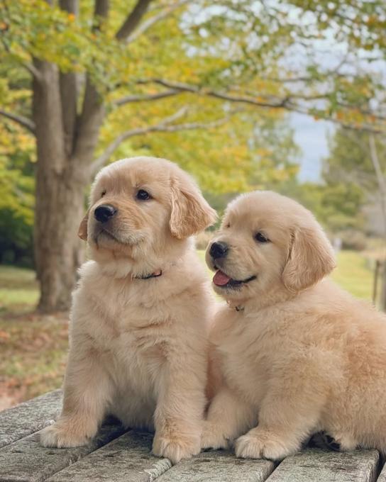 Golden Retriever