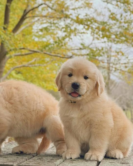 Golden Retriever