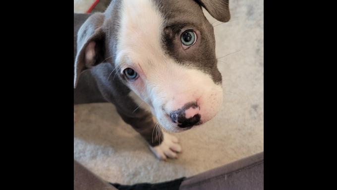 American Bully XL