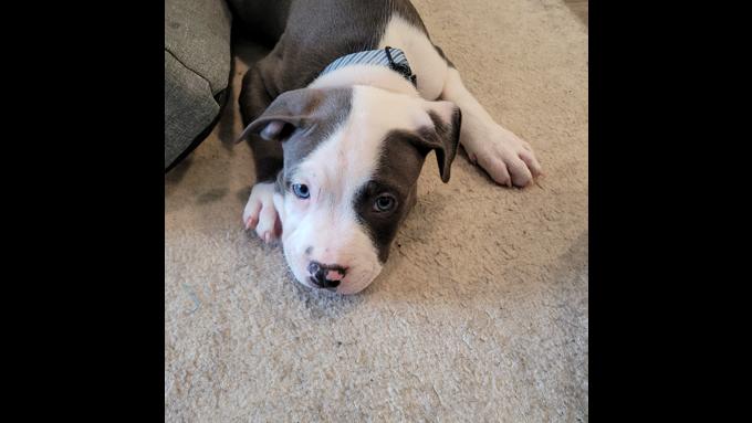 American Bully XL
