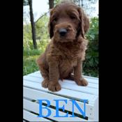 Goldendoodle