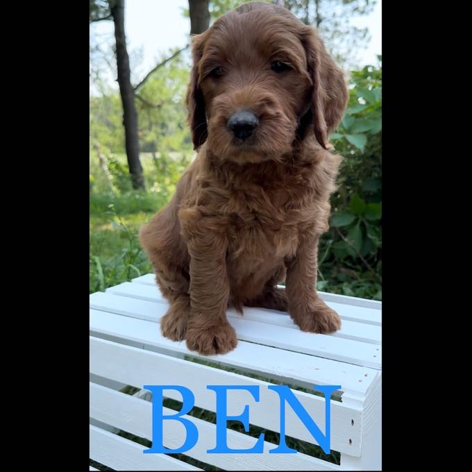 Goldendoodle