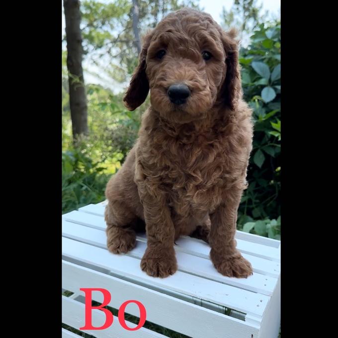 Goldendoodle