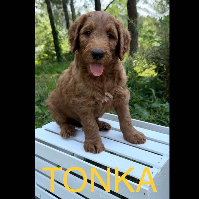 Goldendoodle