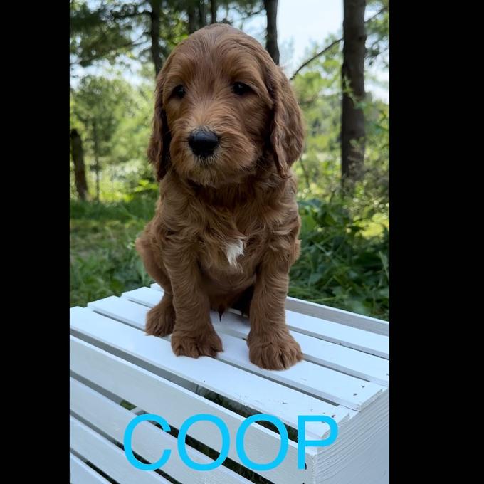 Goldendoodle