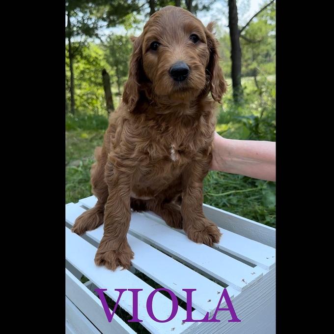 Goldendoodle