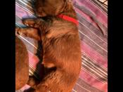 Goldendoodle
