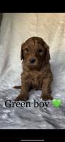 Goldendoodle
