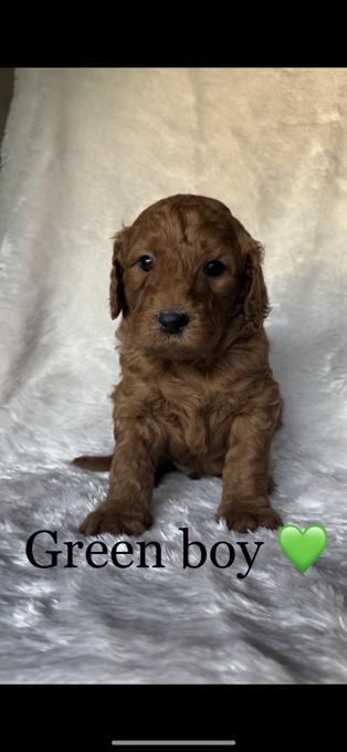 Goldendoodle