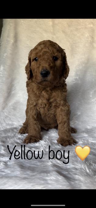 Goldendoodle