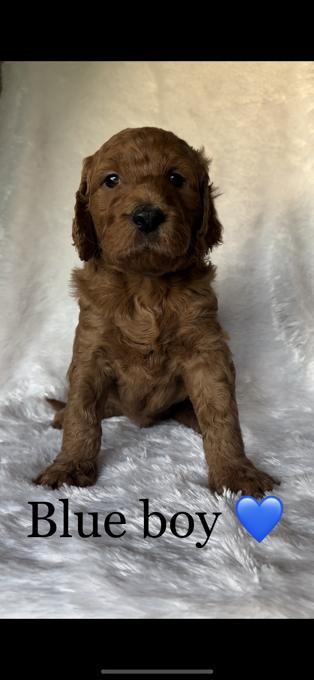 Goldendoodle
