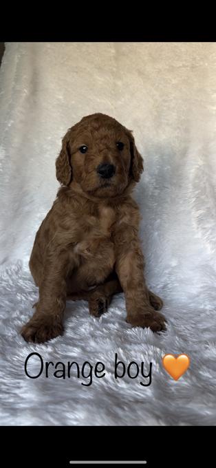 Goldendoodle