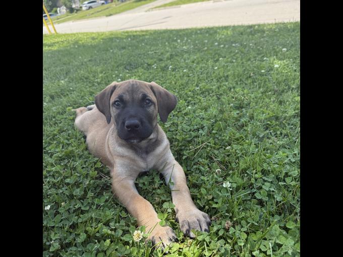Mastador