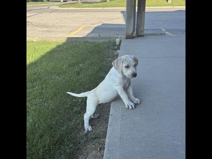 Mastador