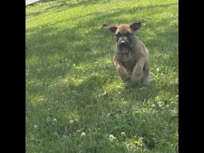 Mastador
