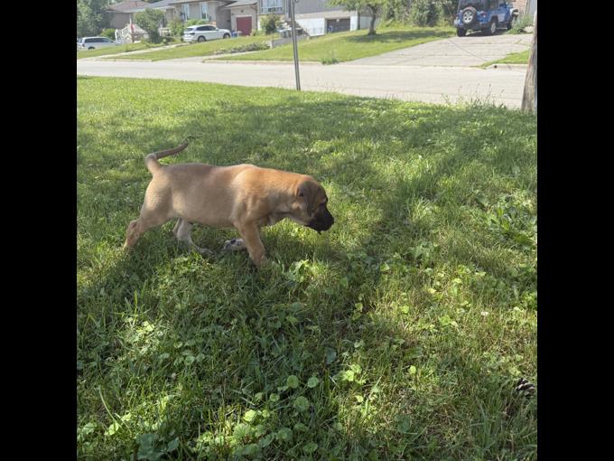 Mastador