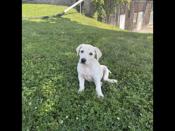 Mastador