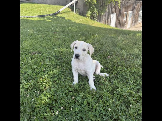 Mastador